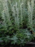 Artemisia stelleriana. Верхушки цветущих растений. Курильские о-ва, о-в Кунашир, бухта Головнина, песчаный пляж. 18.08.2022.