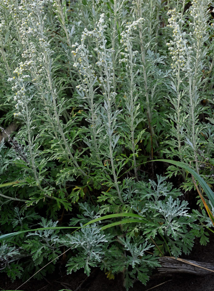 Изображение особи Artemisia stelleriana.