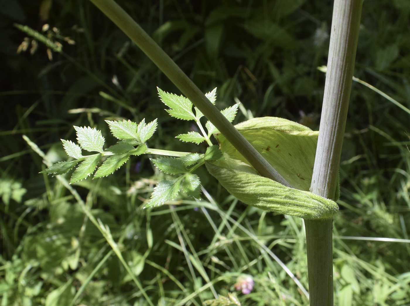 Image of Angelica sylvestris specimen.