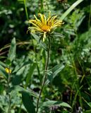 Inula hirta