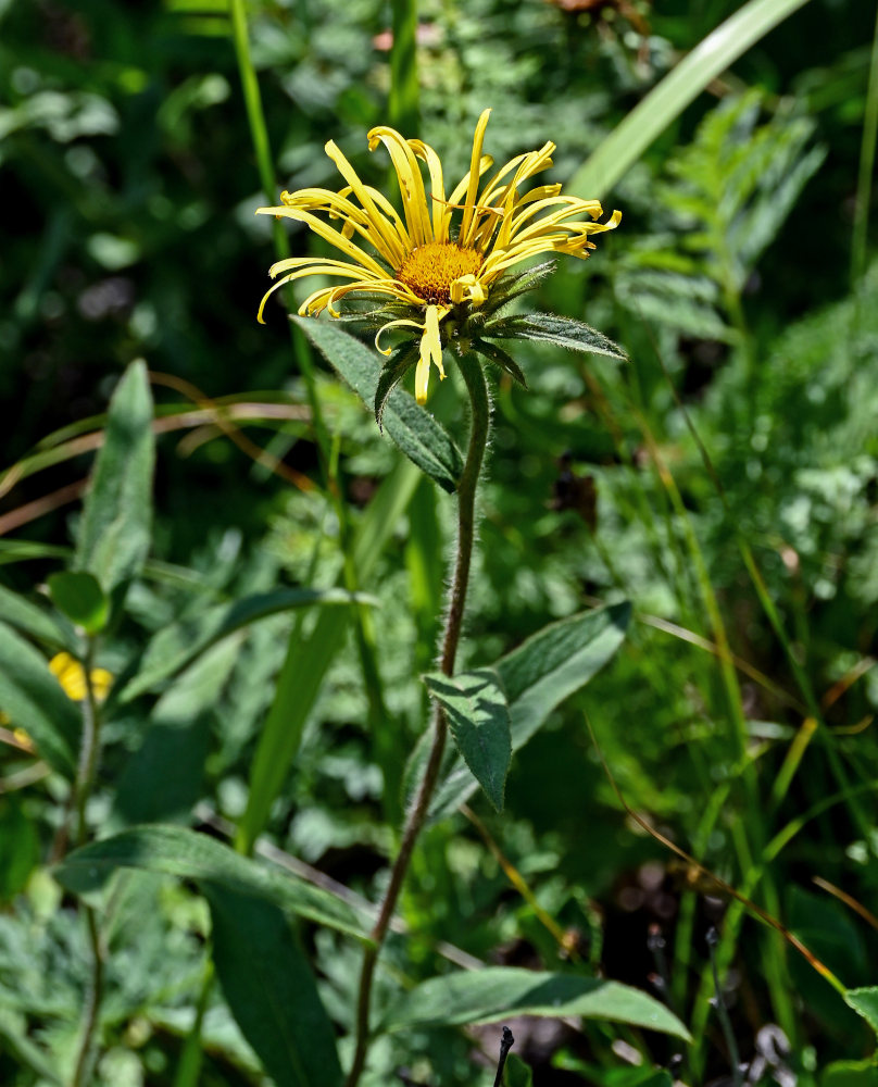 Изображение особи Inula hirta.