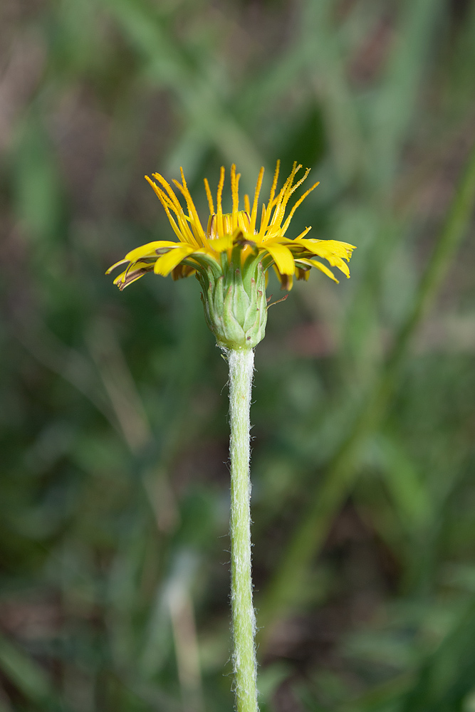 Изображение особи Taraxacum scariosum.