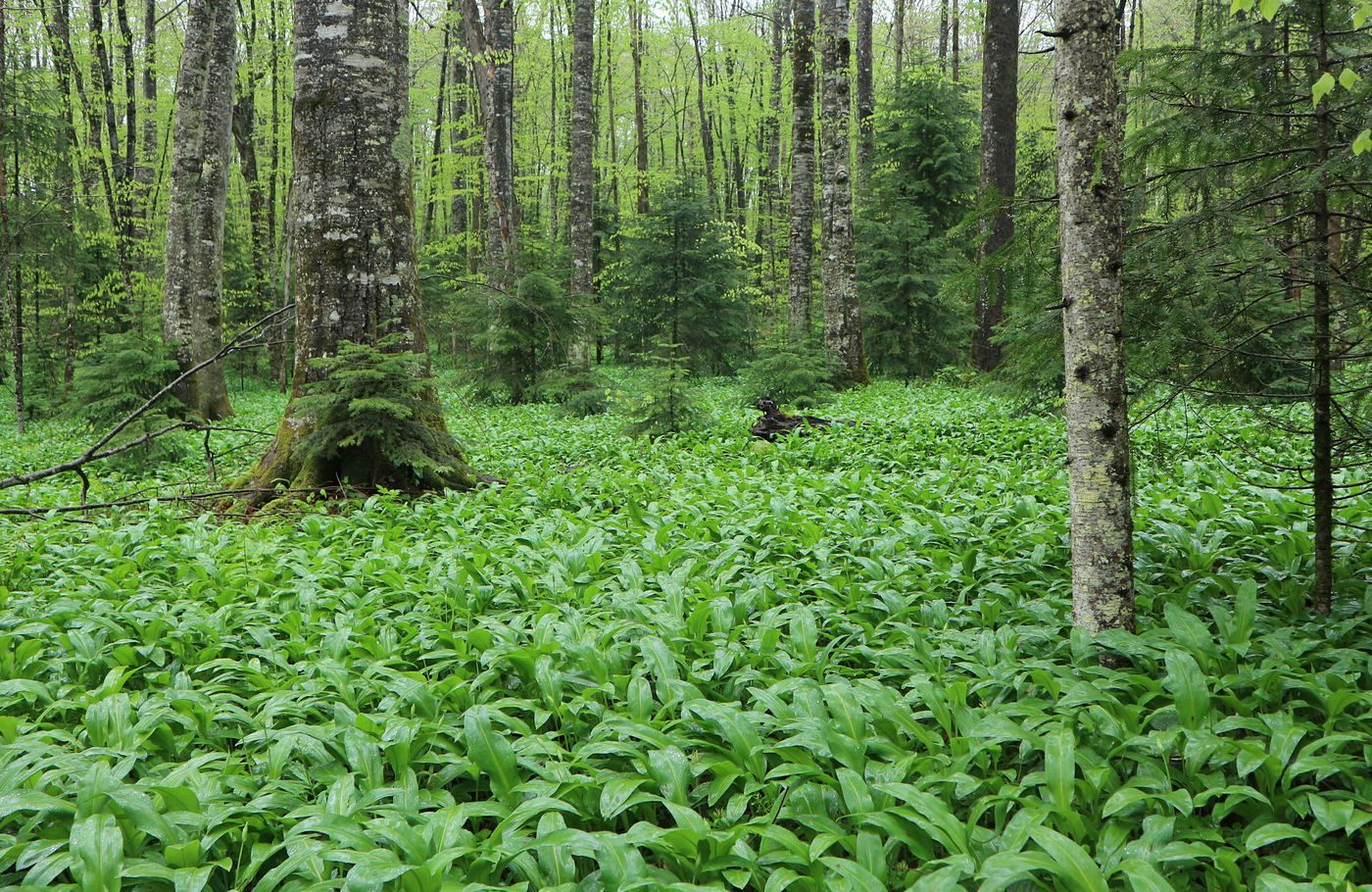 Изображение особи Allium ursinum.