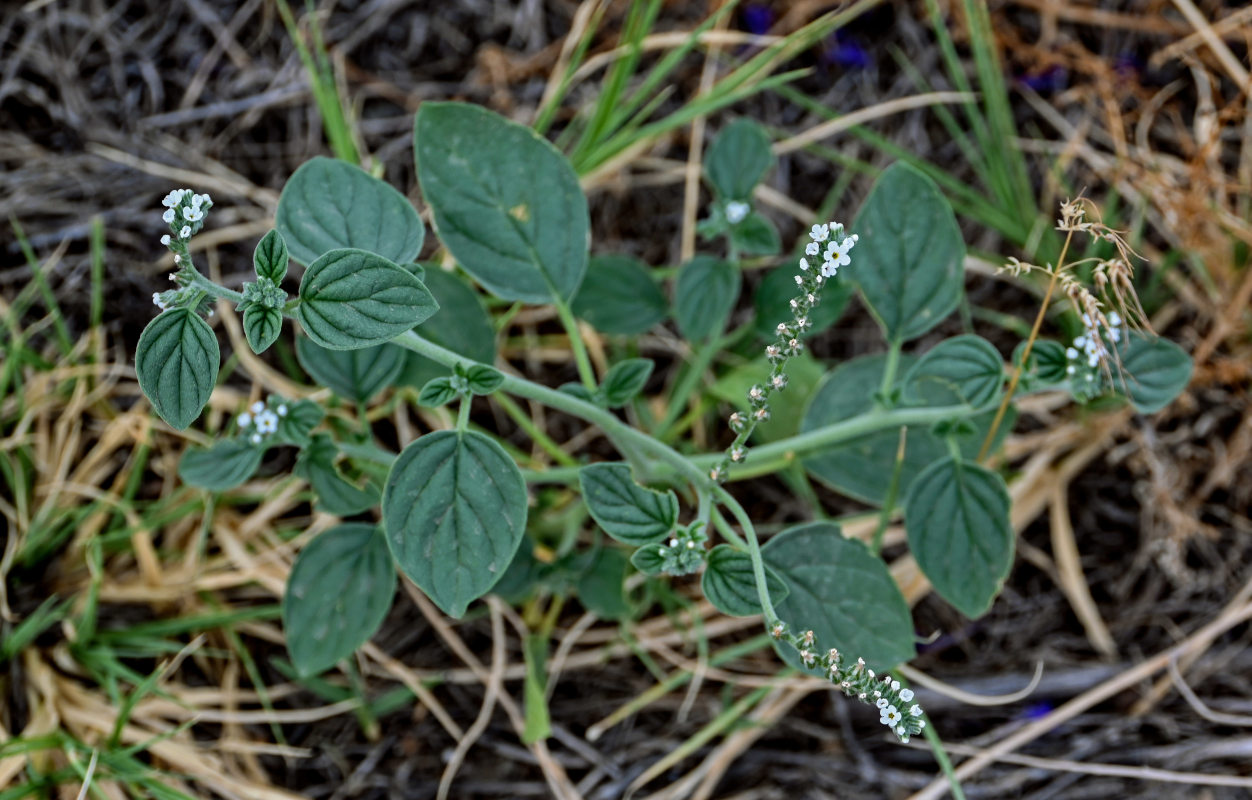 Image of Heliotropium europaeum specimen.