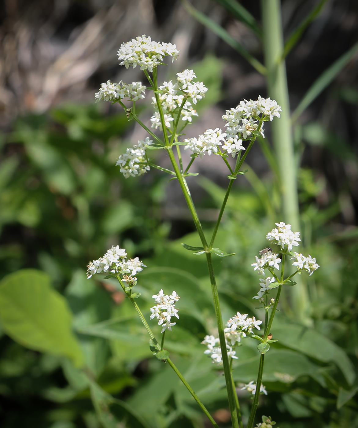 Image of Galium rubioides specimen.