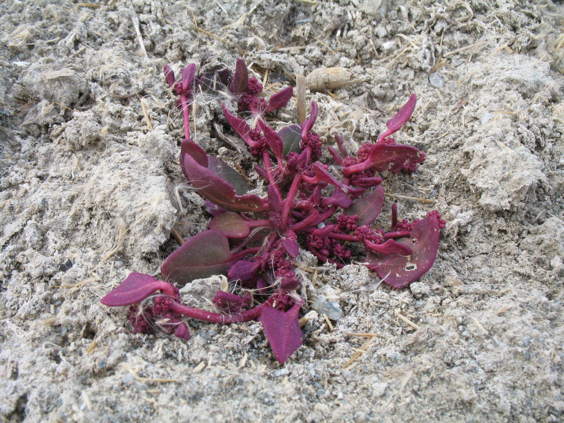 Image of Oxybasis chenopodioides specimen.