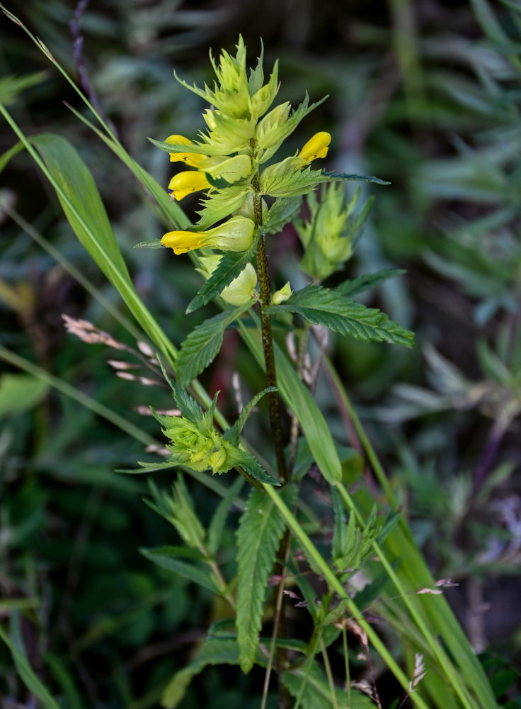 Изображение особи род Rhinanthus.