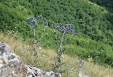 Echinops sphaerocephalus