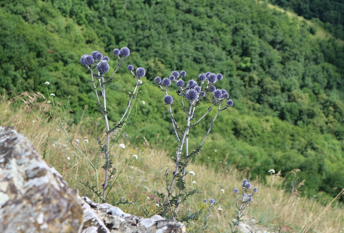 Изображение особи Echinops sphaerocephalus.