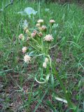 Petasites spurius