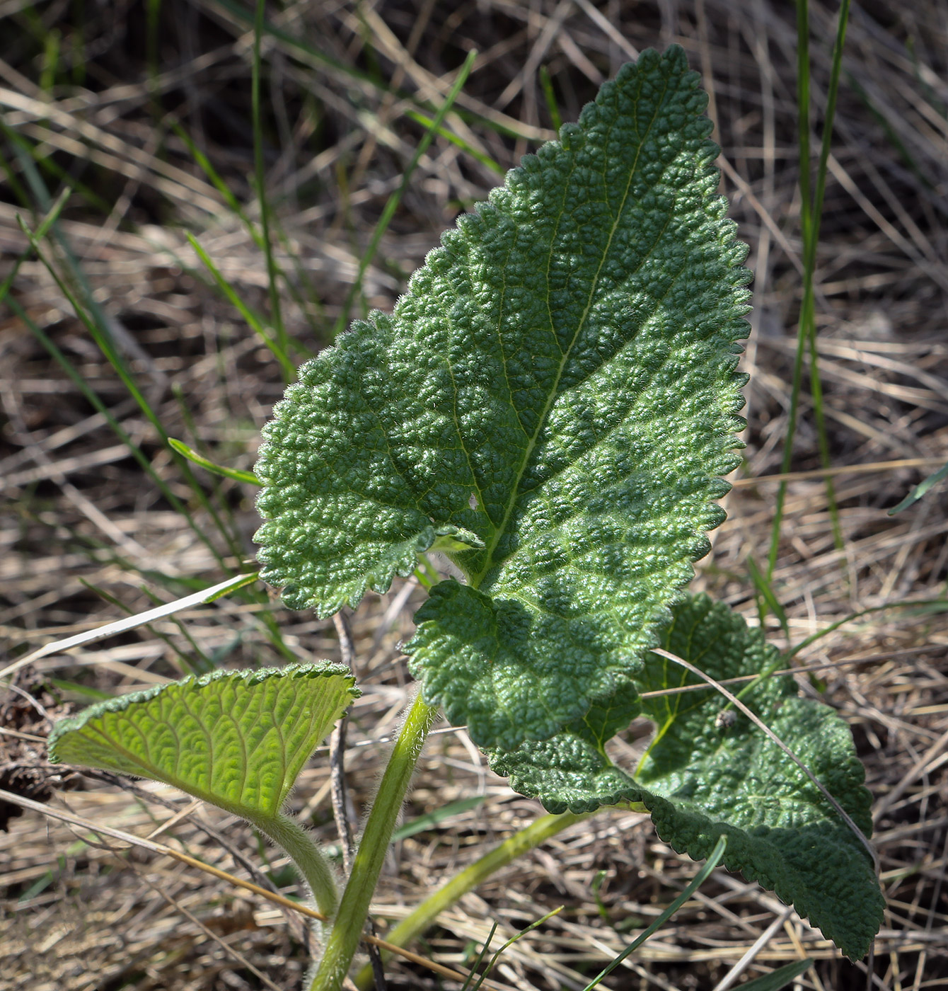 Изображение особи Phlomoides tuberosa.