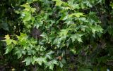 Platanus orientalis. Верхушка ветви с соплодиями. Грузия, г. Тбилиси, в культуре. 10.06.2023.