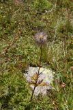 genus Pulsatilla. Плодоносящее растение. Кабардино-Балкария, Эльбрусский р-н, гора Чегет, окр. оз. Донгуз-Орун, ≈ 2500 м н.у.м., травянистый склон. 28 августа 2023 г.