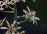 род Ornithogalum. Цветки. Московская обл., Раменский р-н, окр. дер. Хрипань, садовый участок. 20.06.2024.