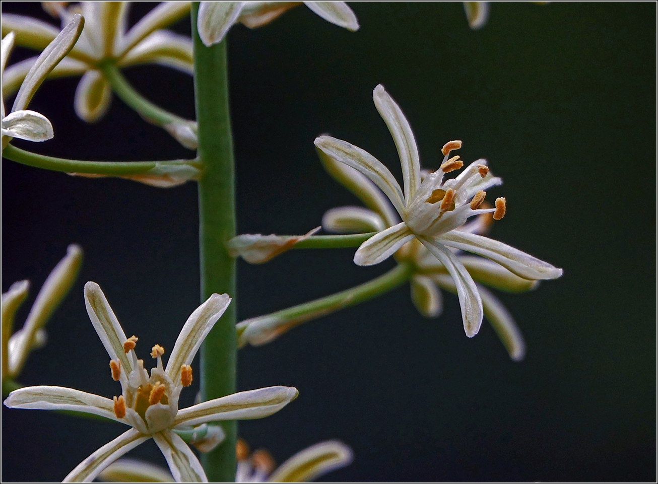Изображение особи род Ornithogalum.