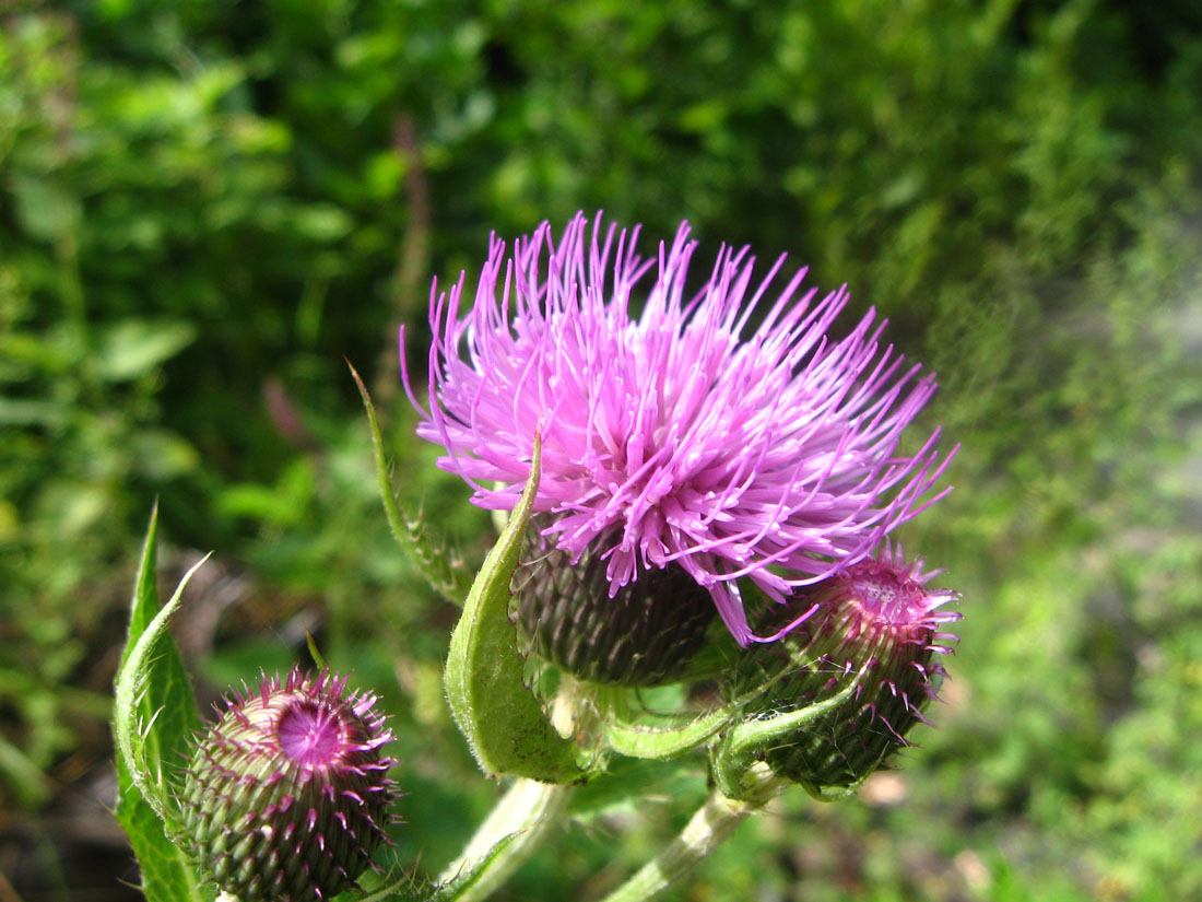 Image of Cirsium kusnezowianum specimen.