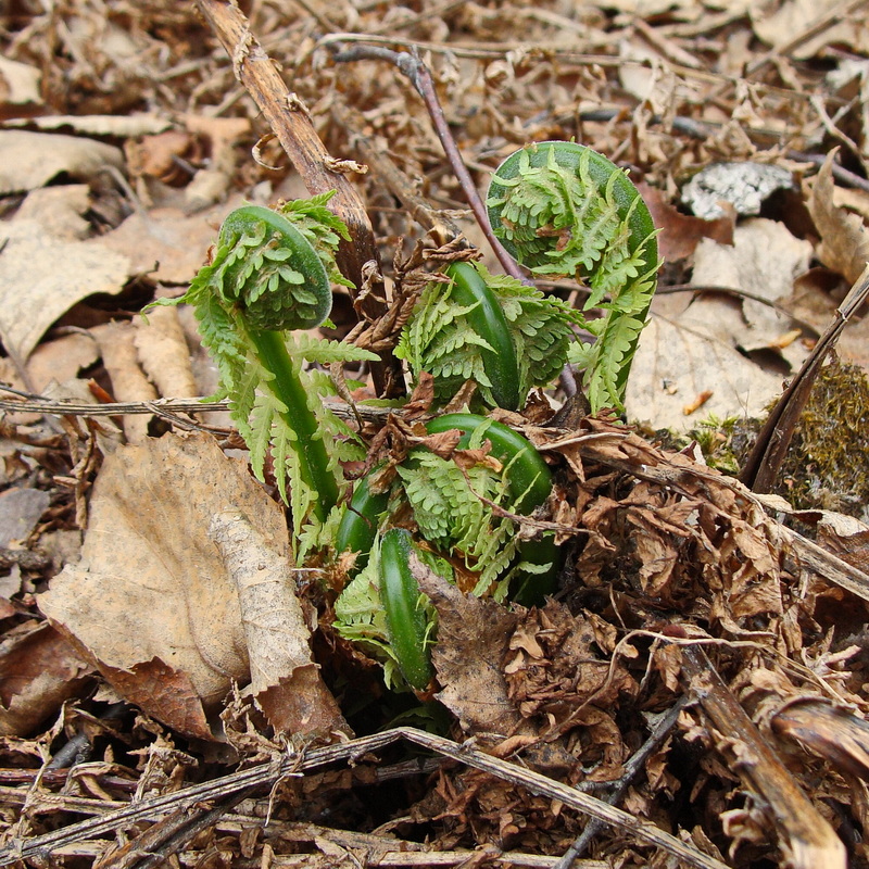 Изображение особи Matteuccia struthiopteris.