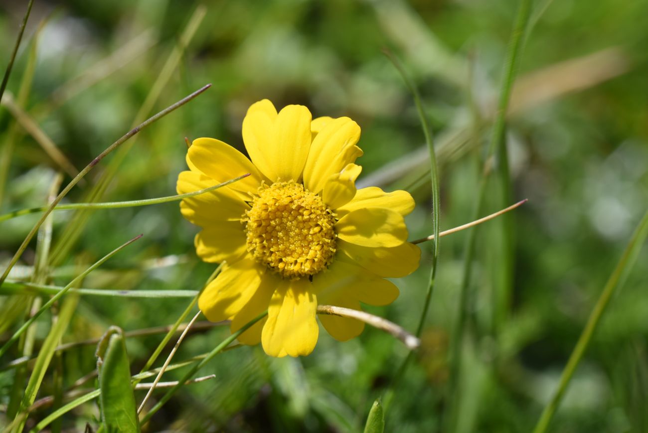Image of Anthemis marschalliana ssp. pectinata specimen.