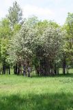 Sorbus intermedia. Растение в городском озеленении. Псков. 20.06.2006.