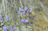 Lactuca sibirica