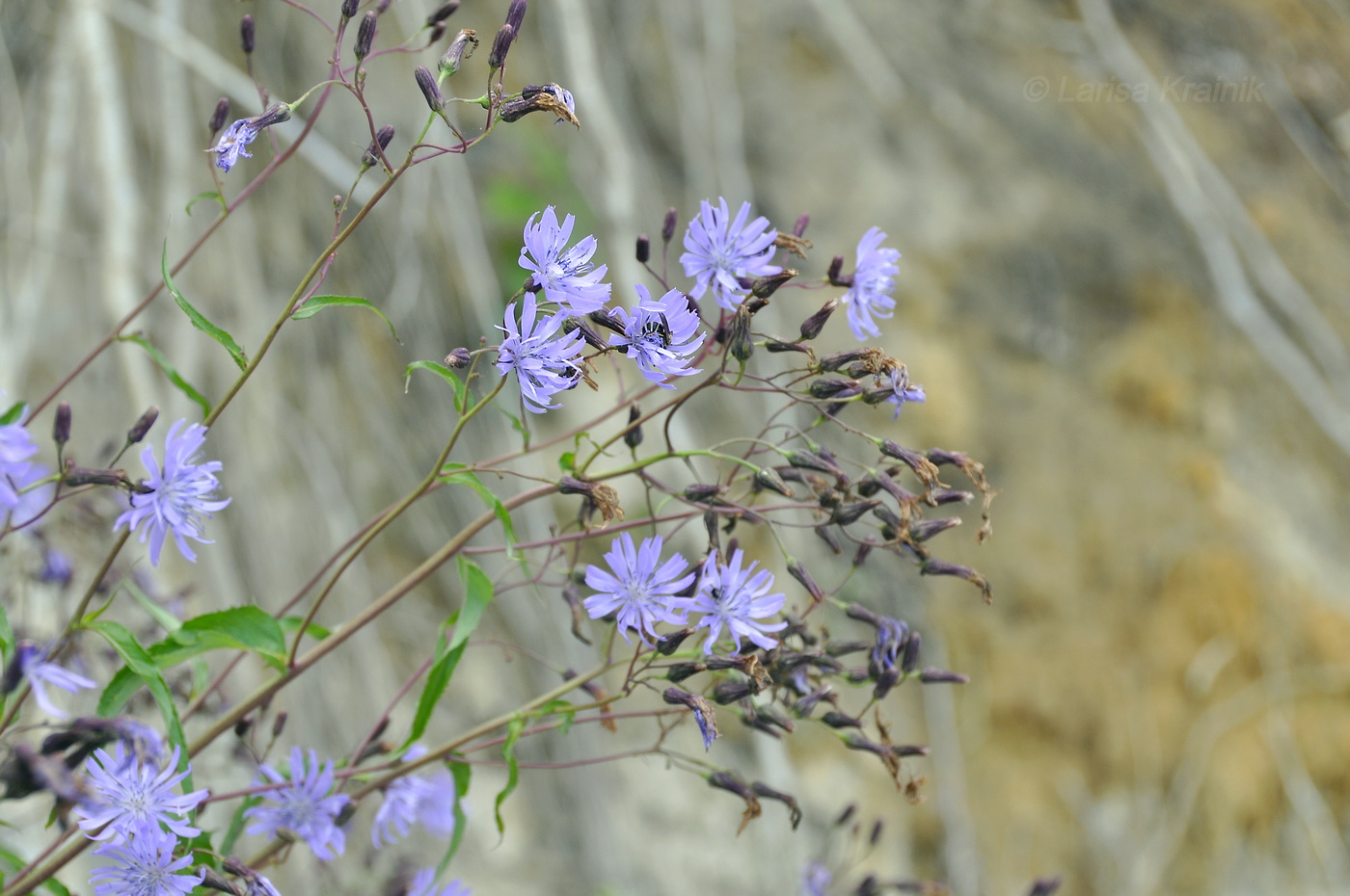 Изображение особи Lactuca sibirica.
