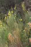 Spartium junceum. Цветущие растения (в сообществе с Euphorbia characias). Турция, пров. Анталья, р-н Кумлуджа, окр. с. Еникышла, каменистая обочина грунтовой дороги. 31.05.2024.