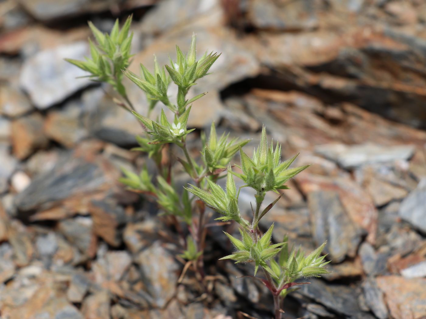 Image of Minuartia meyeri specimen.