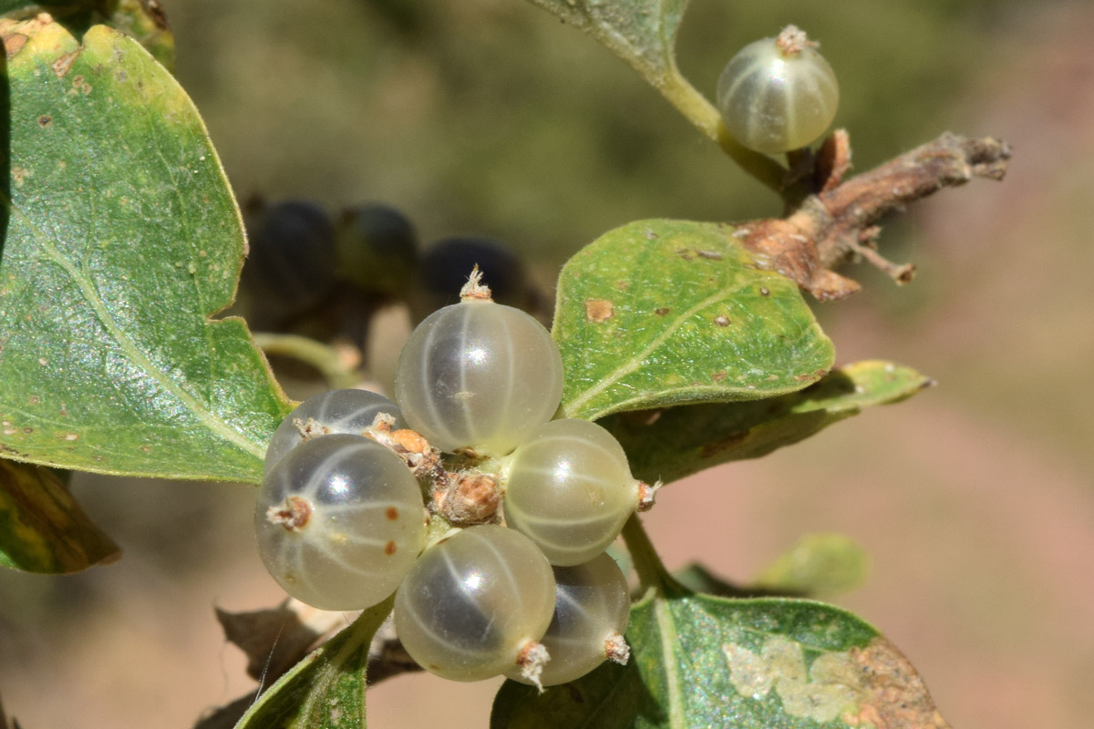 Image of Lonicera nummulariifolia specimen.