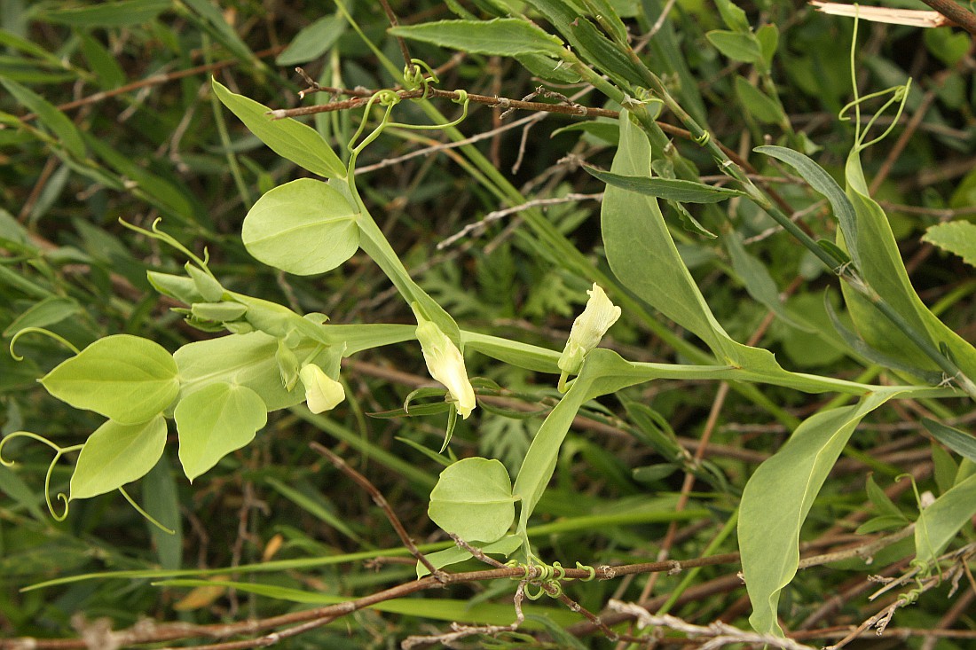 Изображение особи Lathyrus ochrus.