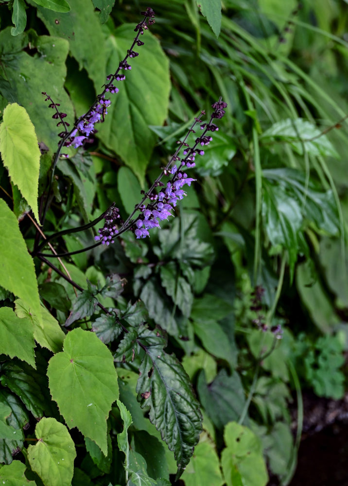 Изображение особи Salvia chinensis.