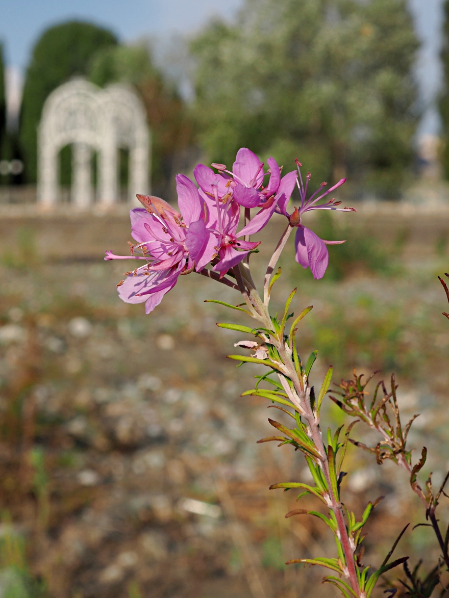 Image of Chamaenerion colchicum specimen.