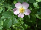 Rosa canina