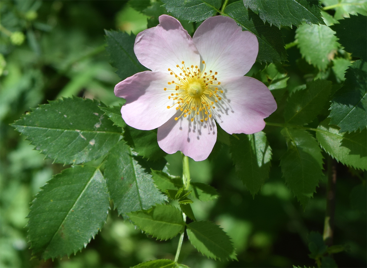 Image of Rosa canina specimen.