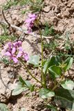 Spryginia crassifolia