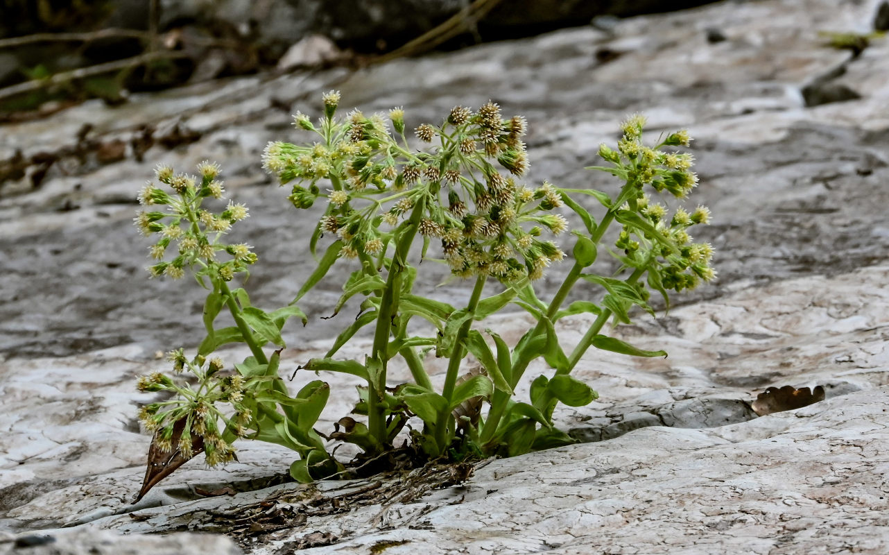 Image of Petasites albus specimen.