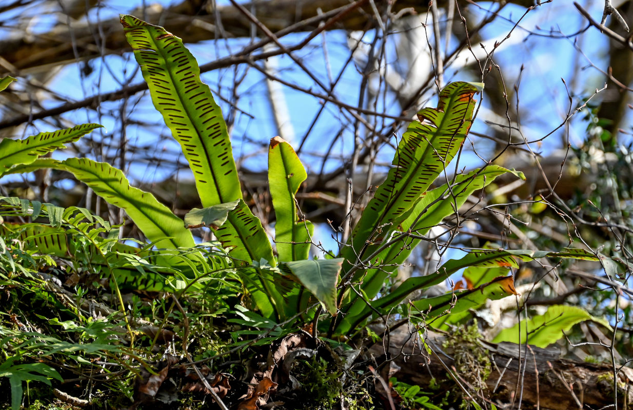 Image of Phyllitis scolopendrium specimen.