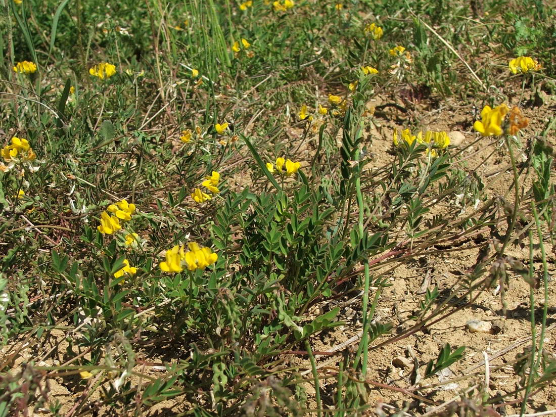 Изображение особи Hippocrepis comosa.