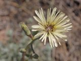 Lactuca tuberosa. Верхушка побега с соцветием. Крым, Севастополь, Балаклава, приморский склон. 28.05.2025.