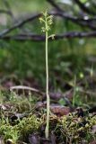 Corallorhiza trifida