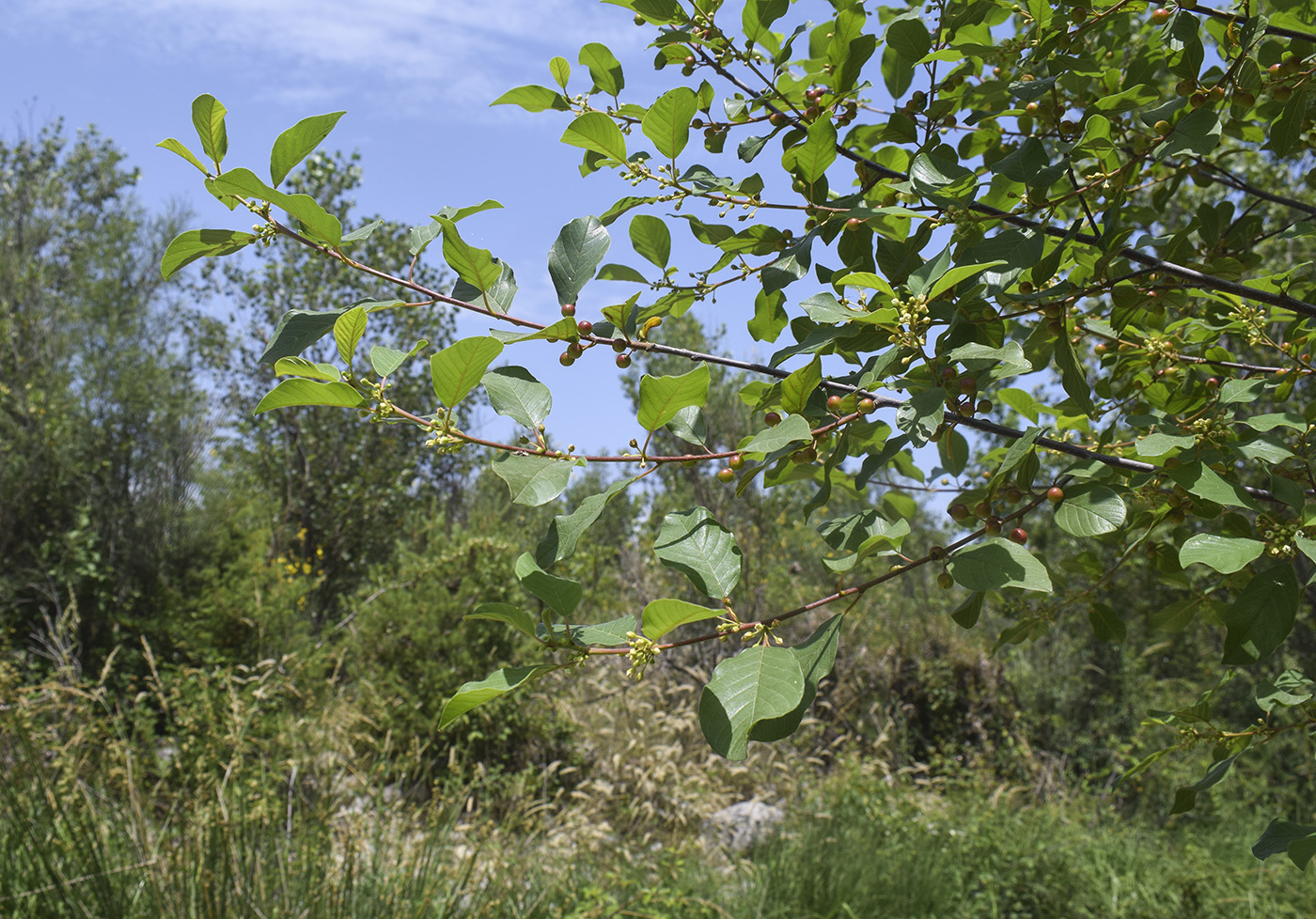 Image of Frangula alnus specimen.