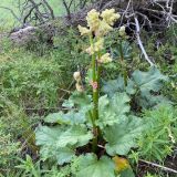 Rheum wittrockii