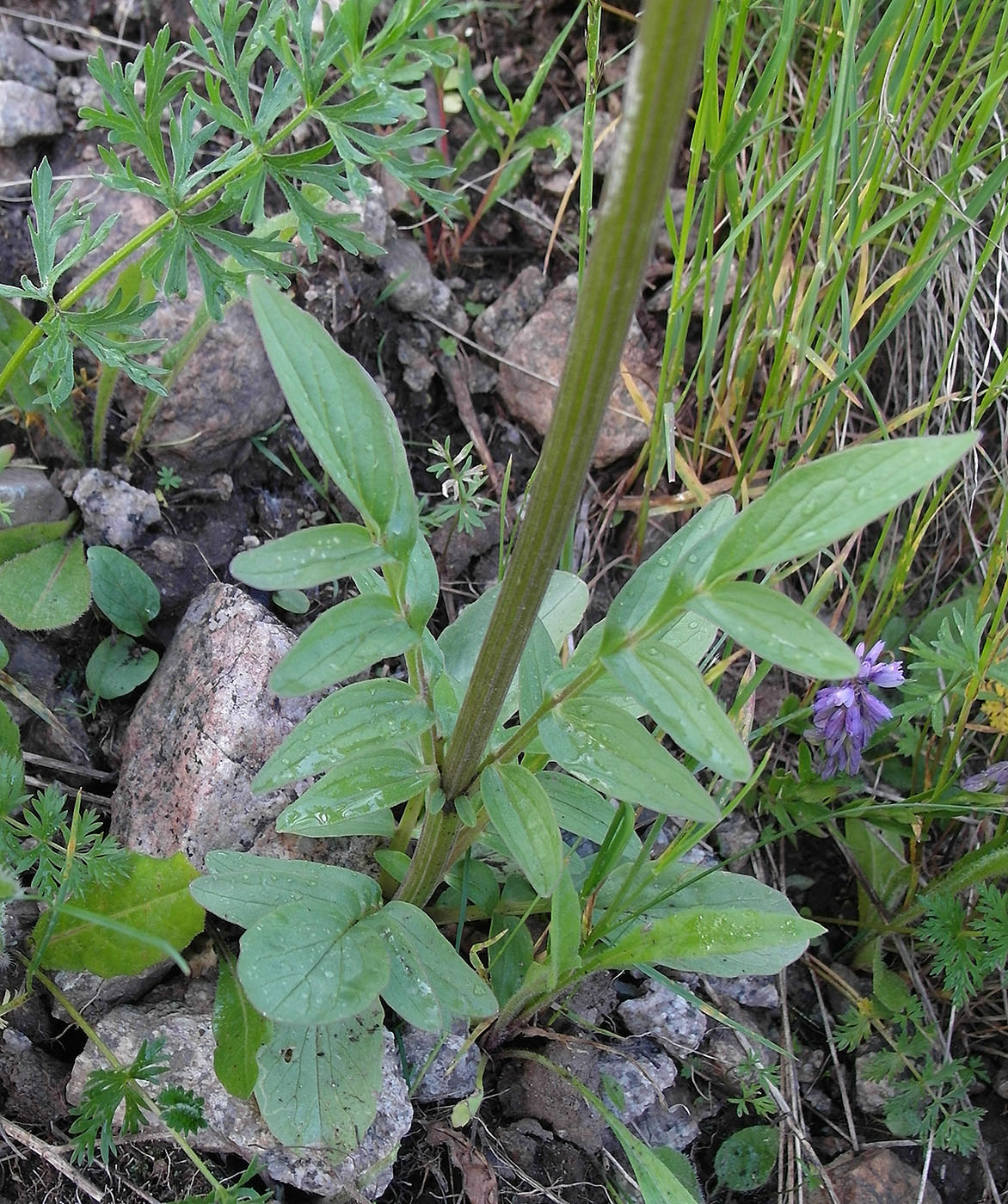 Image of Valeriana dubia specimen.