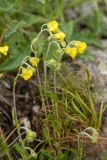 Helianthemum buschii