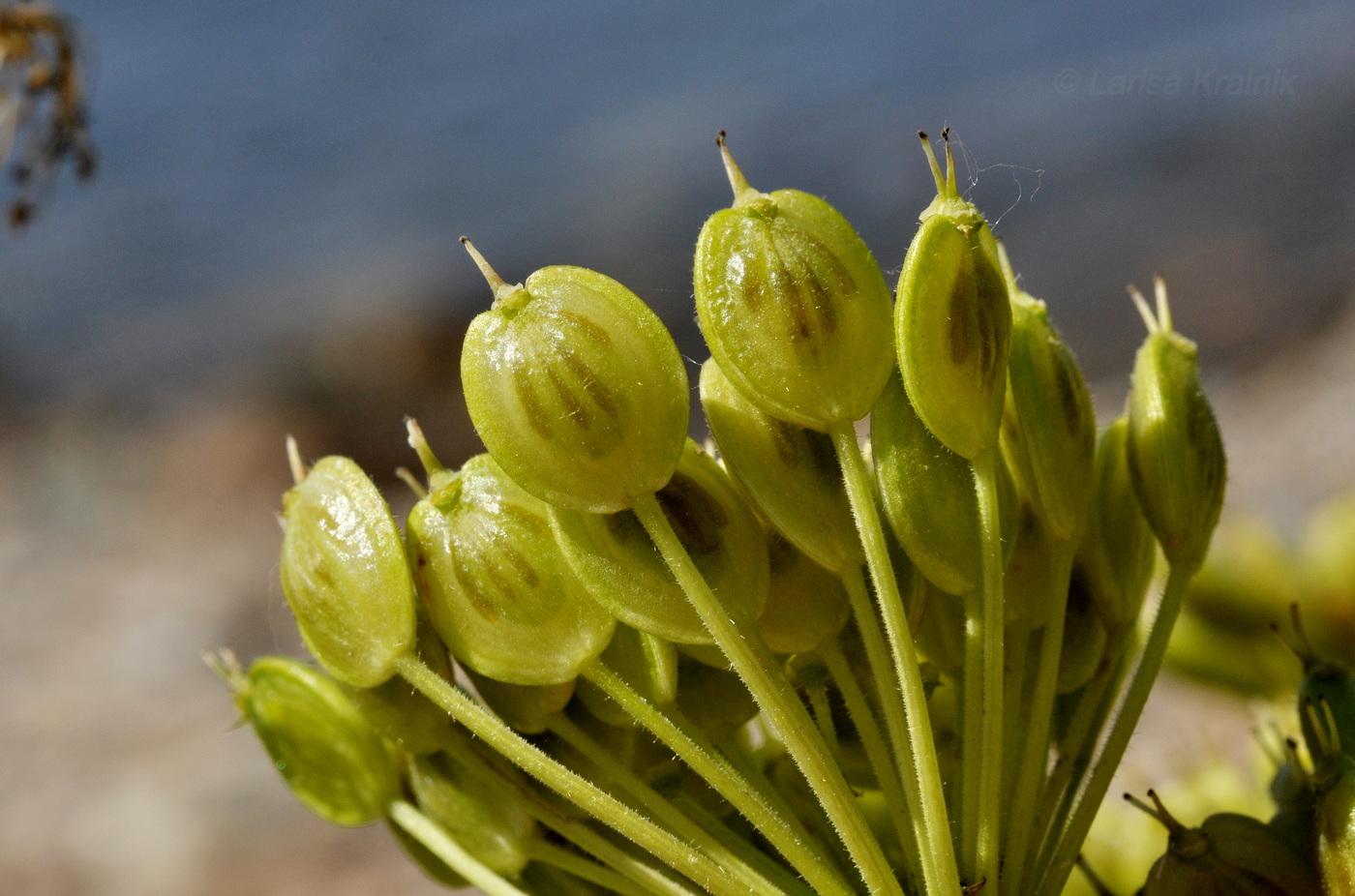 Image of genus Heracleum specimen.
