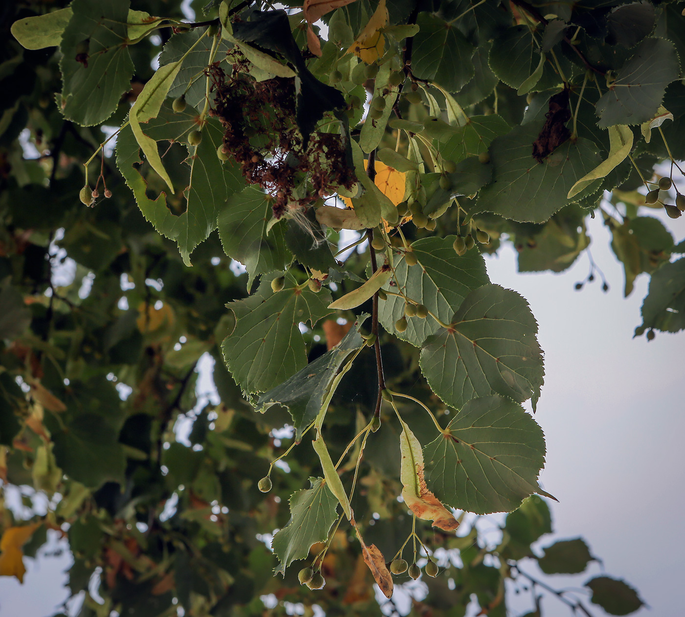 Image of Tilia cordata specimen.