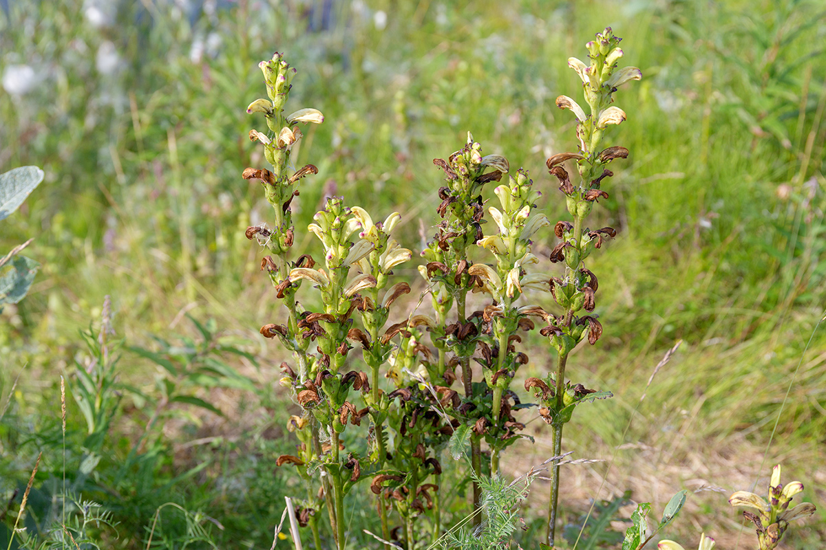 Изображение особи Pedicularis sceptrum-carolinum.