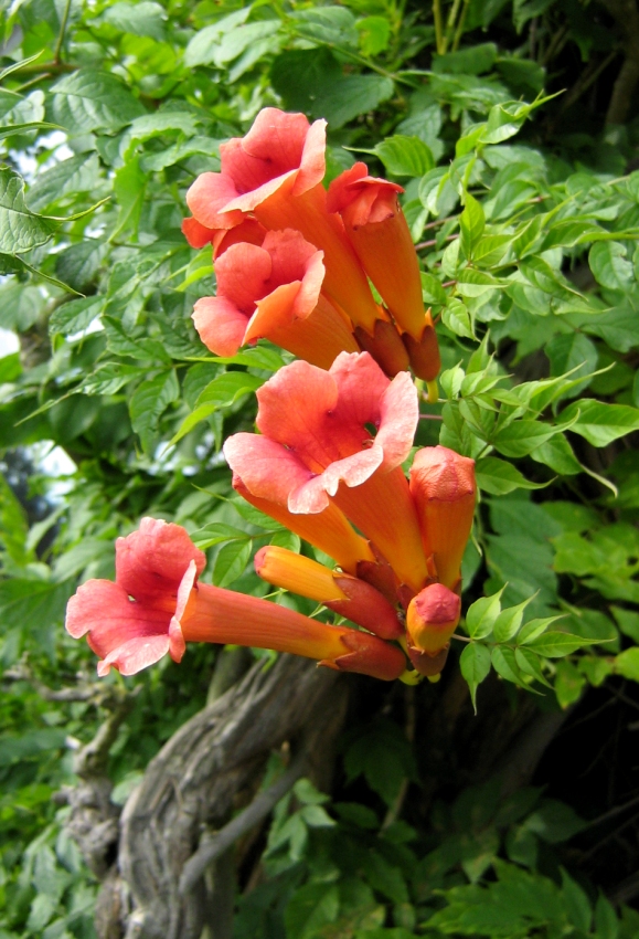 Image of Campsis radicans specimen.