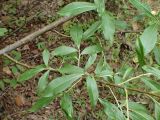 Salix nipponica. Часть ветви. Хабаровский край, окр. г. Комсомольск-на-Амуре, зарастающая просека. 07.08.2025.