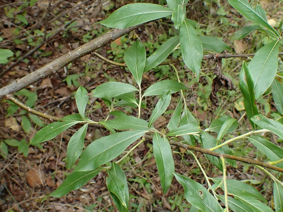 Image of Salix nipponica specimen.