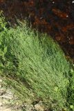 genus Poa. Заросль цветущих растений. Псковская обл., Псковский р-н, окр. погоста Выбуты, берег р. Великая, на известняке на урезе воды. 02.08.2025.